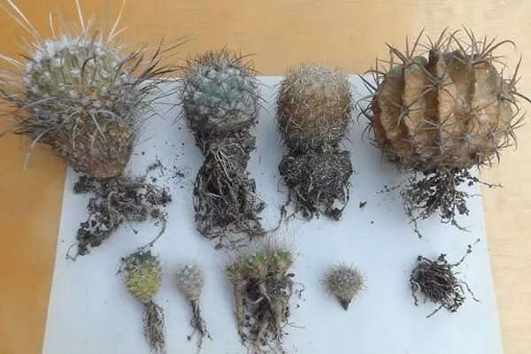 У большинства представителей корни расположены неглубоко