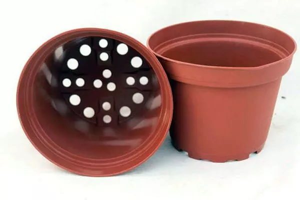 Дренажные отверстия в горшке обязательны