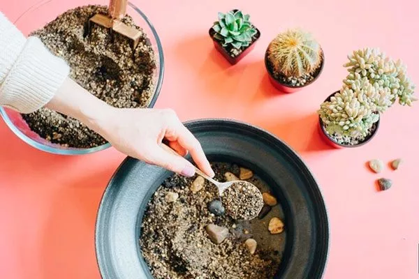 Выбор почвы и горшка Гимнокалициум (Gymnocalycium)14