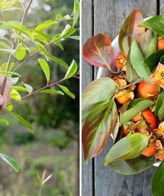 выбор саженца хурмы