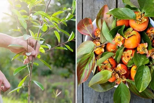 выбор саженца хурмы