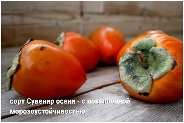 сорт Сувенир осени