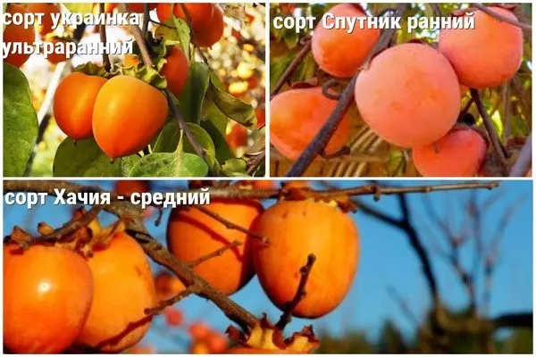 разные по срокам созревания сорта