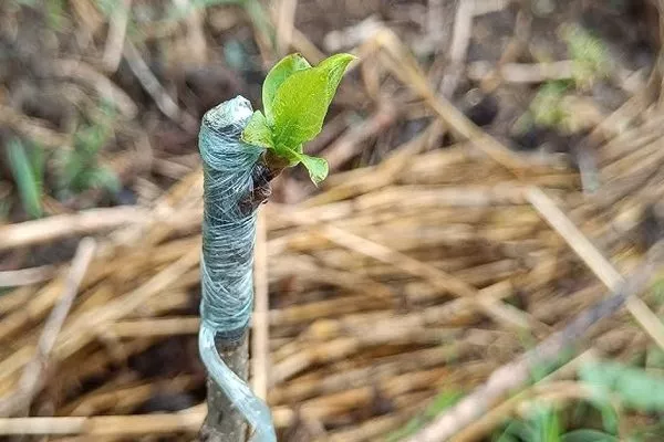 прививка на хурме виргинская