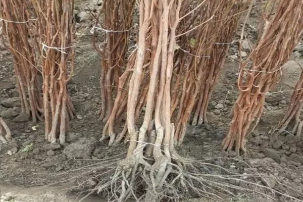 открытая корневая система хурмы