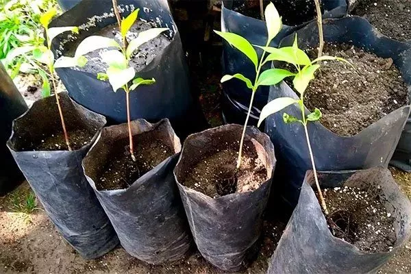 закрытая корневая система хурмы