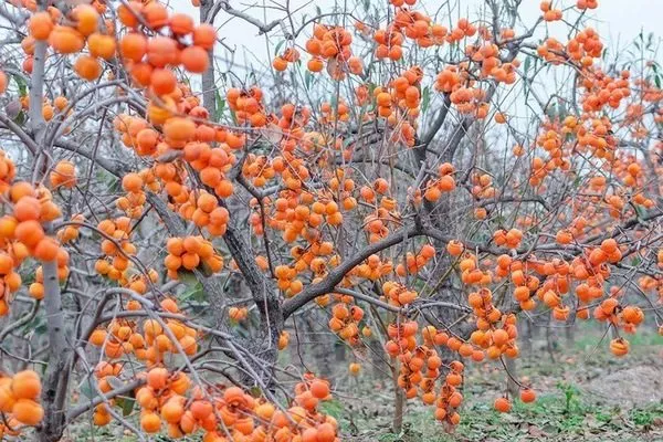 хурма виргинская