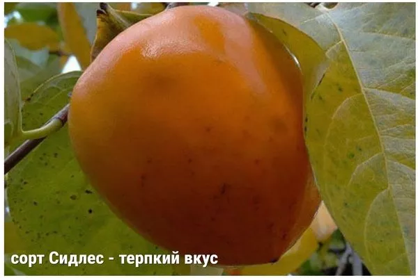 Сорт Сидлес