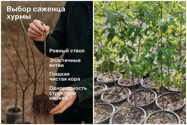 выбор саженца хурмы в питомнике