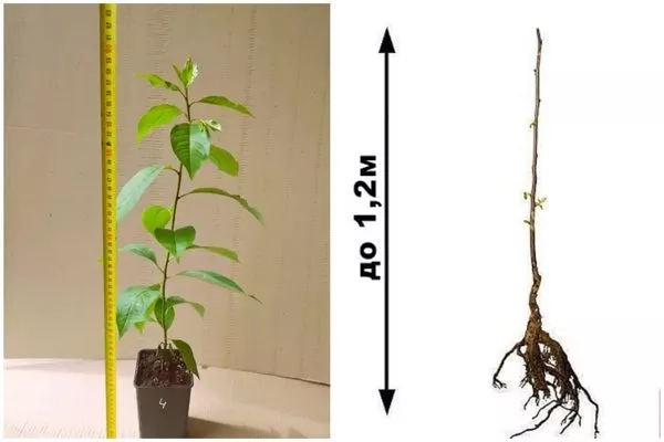 оптимальная высота саженца хурмы
