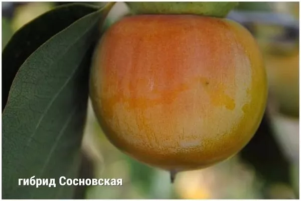 варьирующая хурма