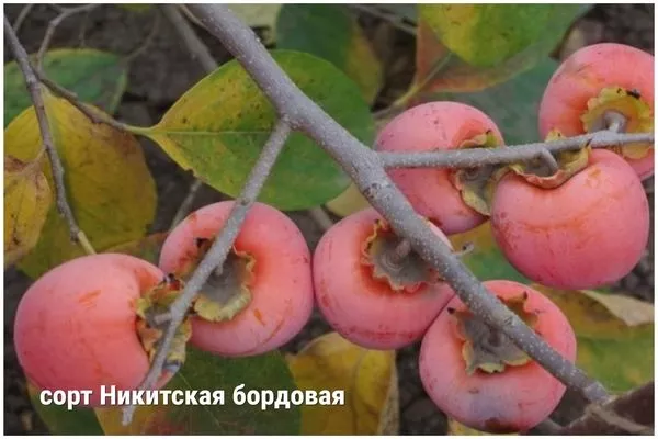 константный сорт