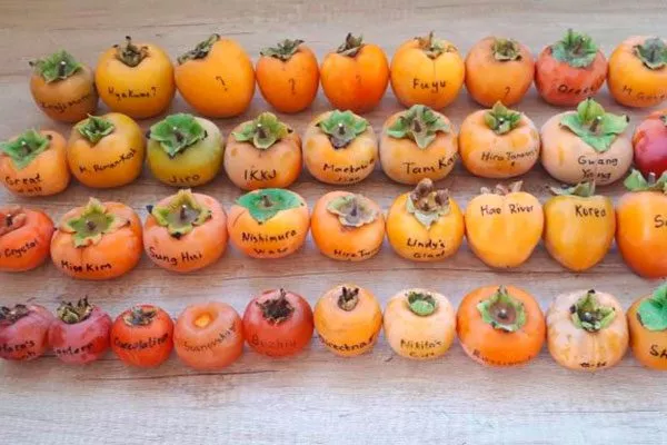 Выбор сортов промышленный сад4