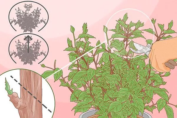 выборочная обрезка Обрезка гибискуса2