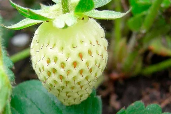 Выращивание белой земляники Белая земляника5