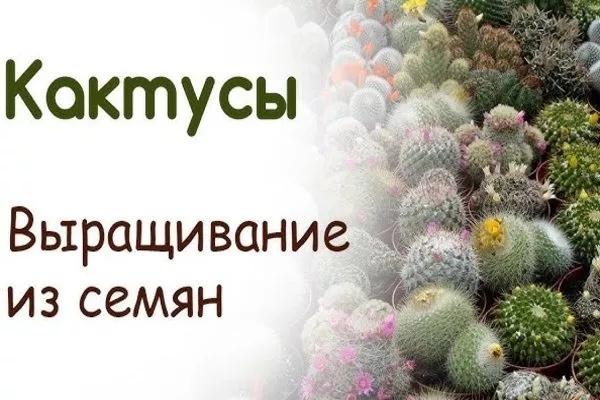 выращивание как4туса из семян