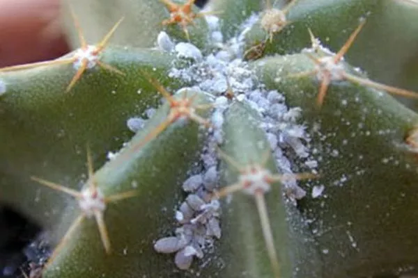 Осматривайте кактусы на присутствие симптомов болезней и вредителей
