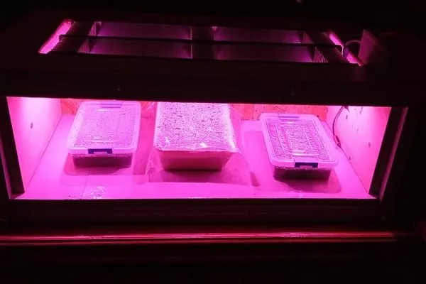 Используйте фитолампы