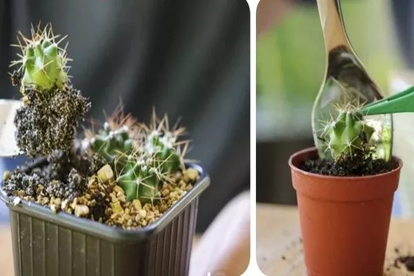 пикировка сеянцев кактуса