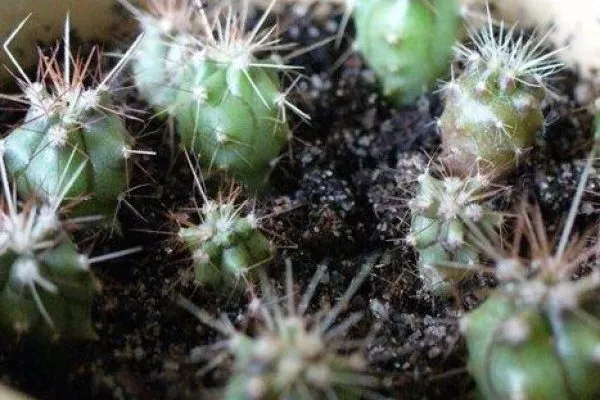 маленькие кактусы, готовые к пикировке