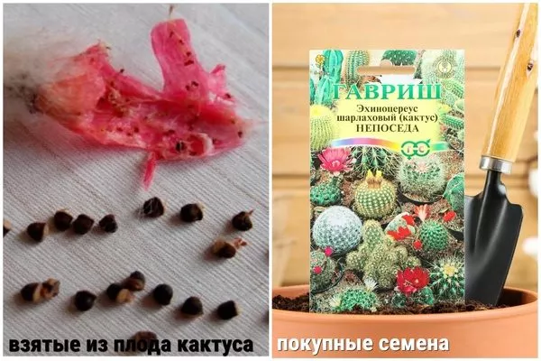 семена кактусов