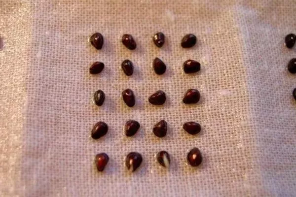 обработка семян перед посевом