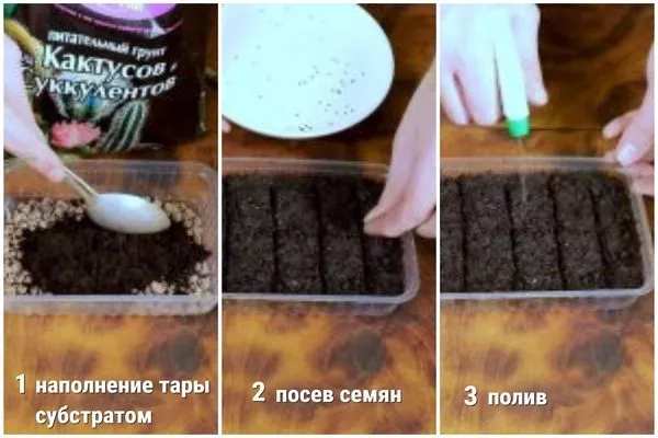 посев семян