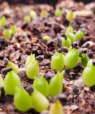 ростки кактуса