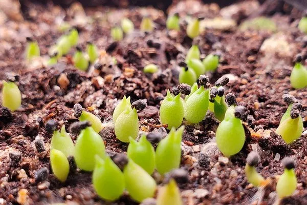 ростки кактуса