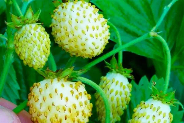 White Soleil Жёлтая земляника4