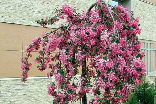 Яблоня плакучая (Malus pendula) Полудекоративные сорта24