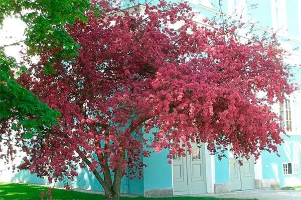 Яблоня Пурпурная (Malus purpurea) Полудекоративные сорта26