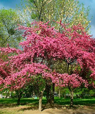 Яблоня Райская (Malus paradisiaca) Полудекоративные сорта27