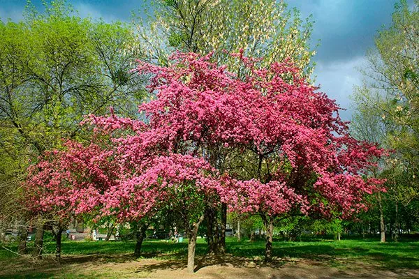 Яблоня Райская (Malus paradisiaca) Полудекоративные сорта27
