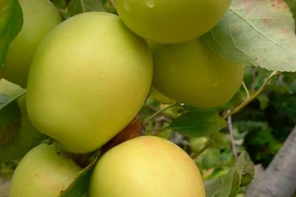 Яблоня Розмарин (Malus rosemarinus) Полудекоративные сорта29