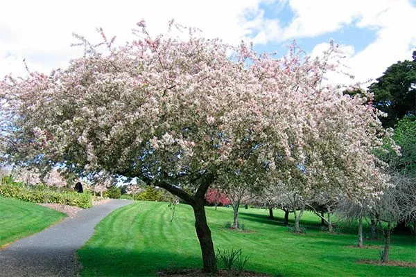 Яблоня Японская (Malus floribunda) Полудекоративные сорта30