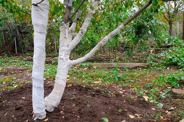 Защита от грызунов и солнца Зимостойкость яблони3