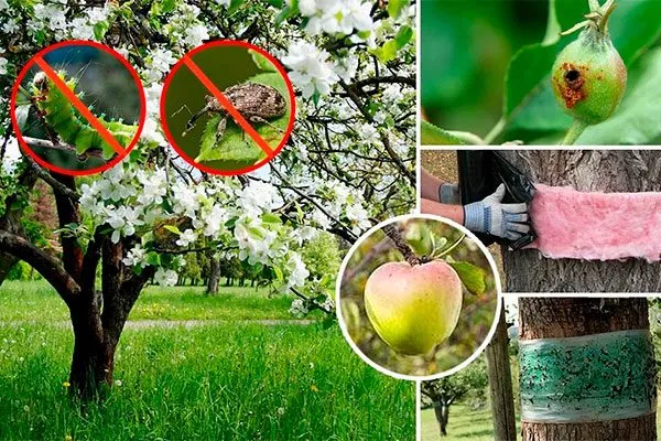 Защита от насекомых и болезней Полудекоративные сорта8