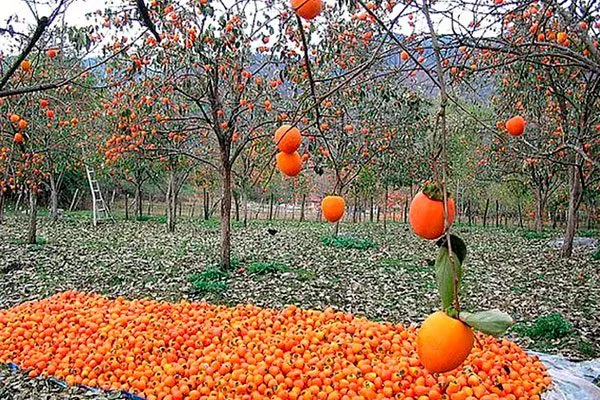 защита от ветра промышленный сад5