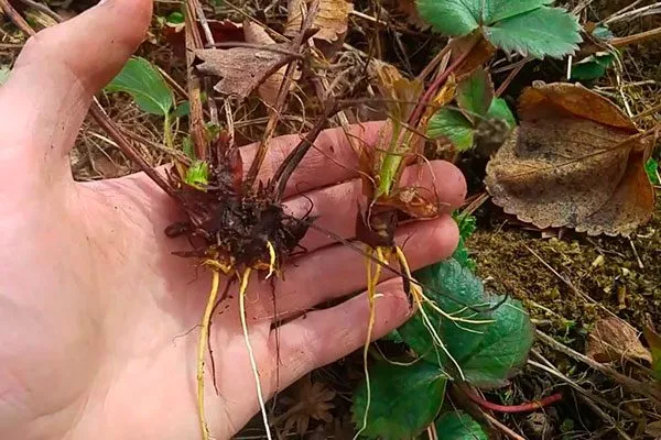 Зелёными черенками Белая земляника9