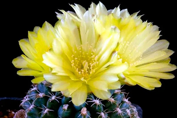 Желтые цветы гимнокалициума