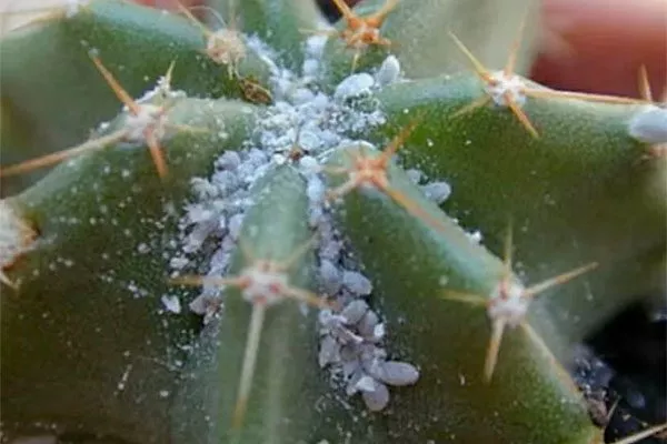 ZHuchki-v-komnatnykh-rasteniyakh1-90 Вредители кактусов2