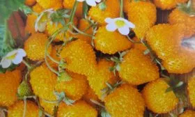 Жёлтая земляника Жёлтая земляника12