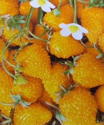 Жёлтая земляника Жёлтая земляника12