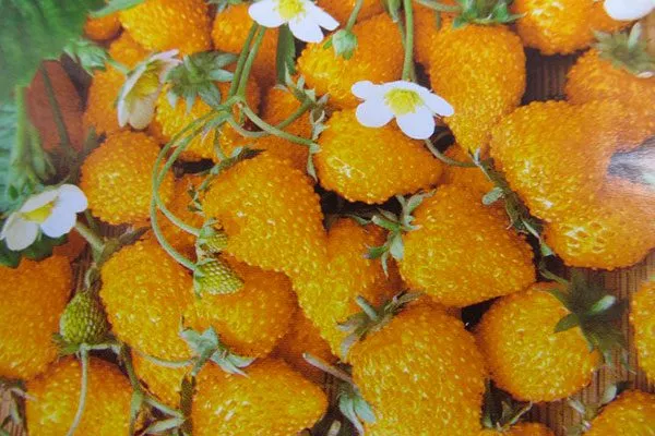 Жёлтая земляника на кусте