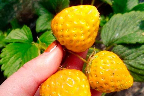 Жёлтая земляника1 Жёлтая земляника13