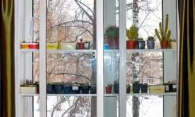 зимовник Зимовка кактуса1