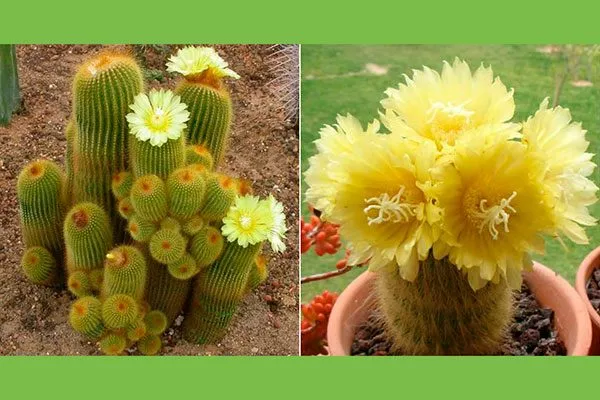 золотой кактус кактусы в ландшафтном дизайне6