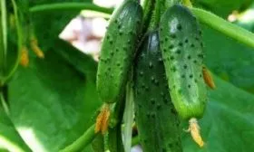 гибрид Чистые пруды