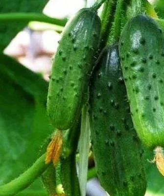 гибрид Чистые пруды